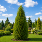 Tuja západná (Thuja occidentalis) ´BRABANT´ - výška 50-60 cm, kont. C2L